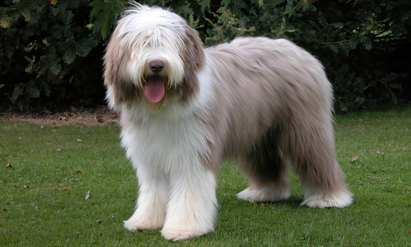 Bearded Collie 2