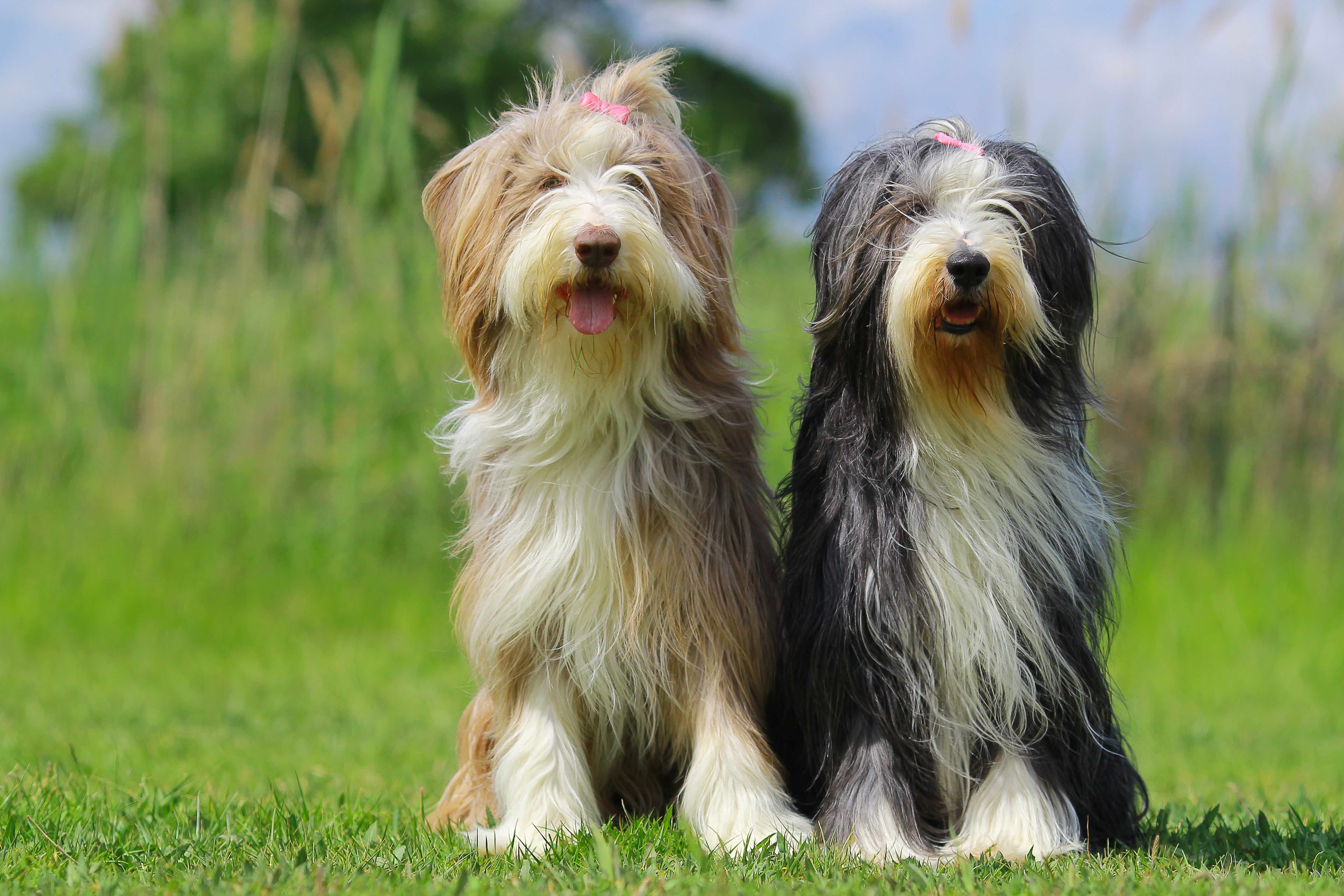 Bearded Collie 3
