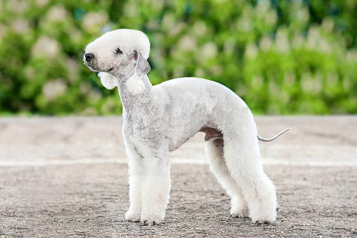 Bedlington Terrier 1