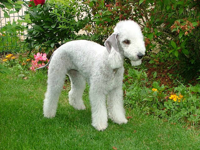 Bedlington Terrier 2