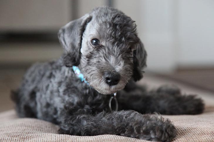 Bedlington Terrier 3