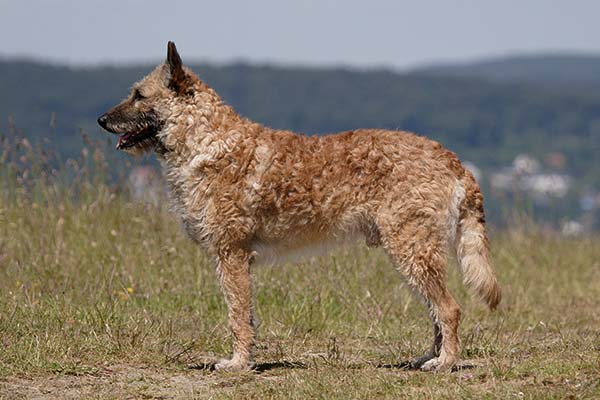 Belgian Laekenois 1