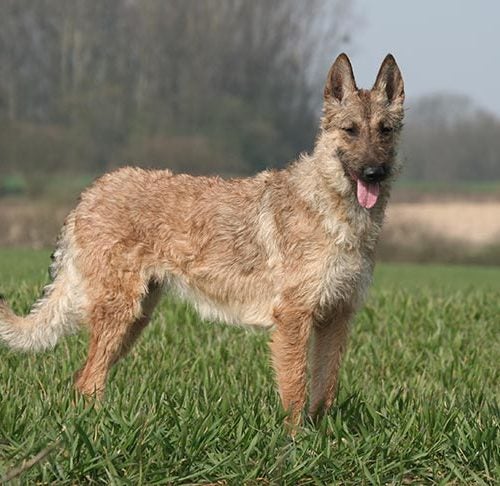 Belgian Laekenois 3