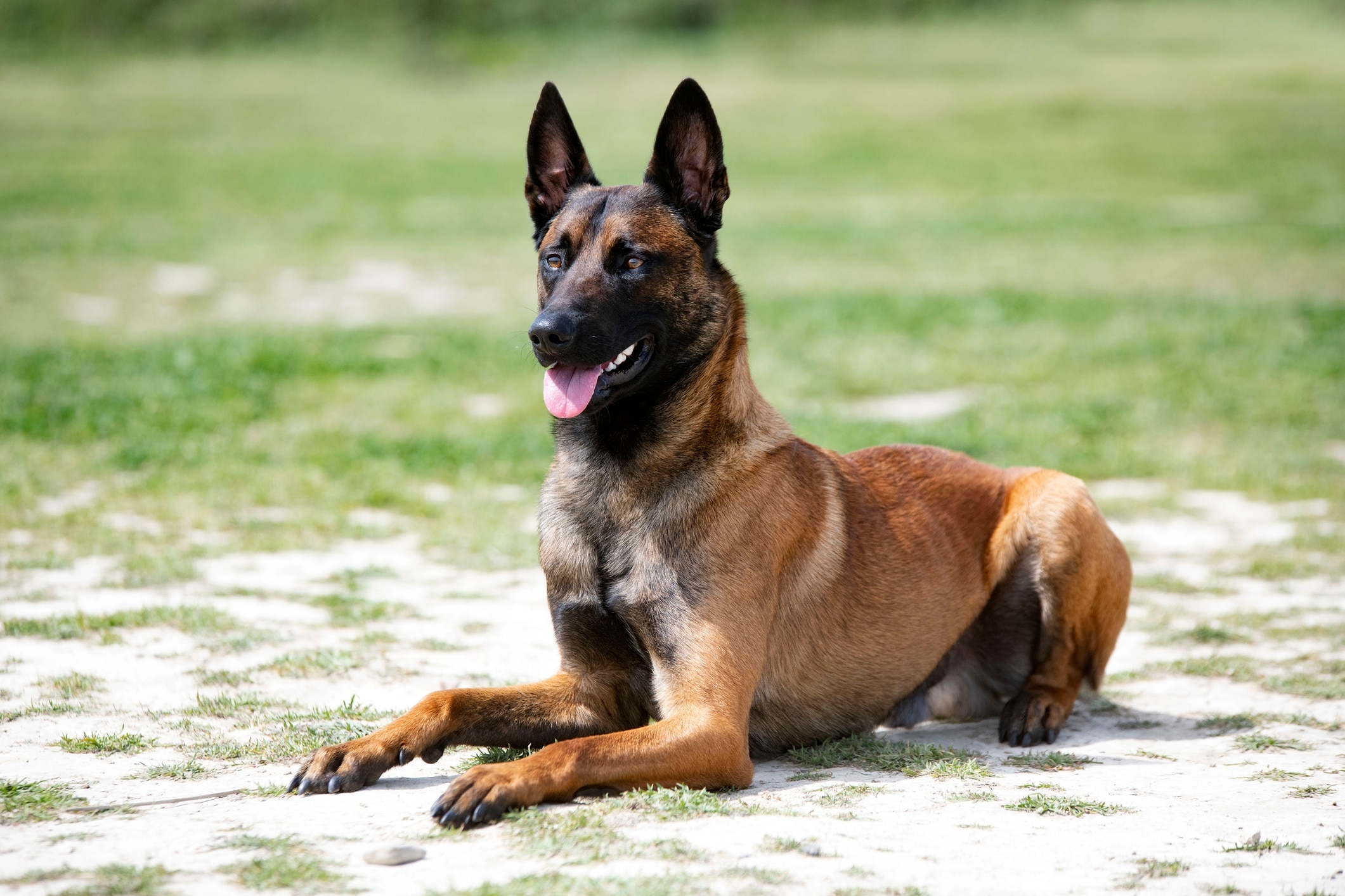 Belgian Malinois 1