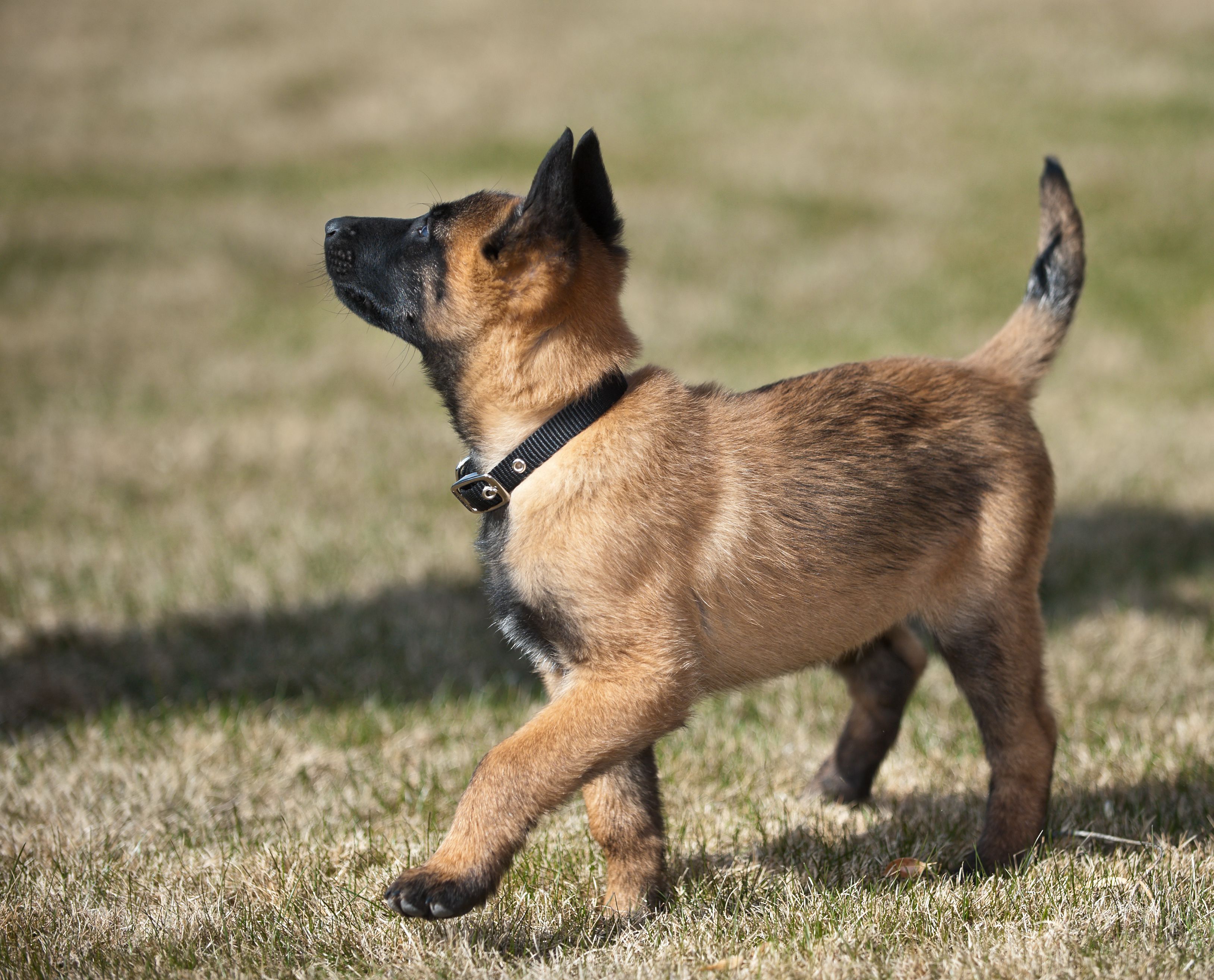 Belgian Malinois 2