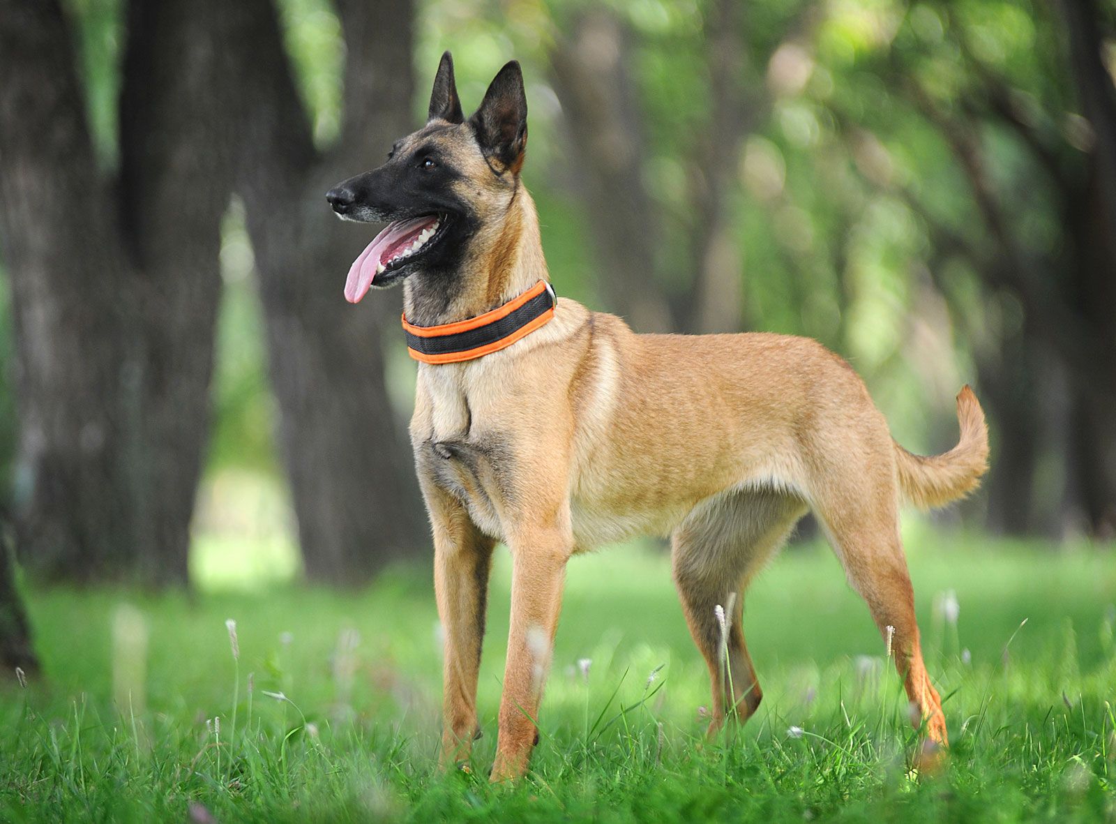 Belgian Malinois 3