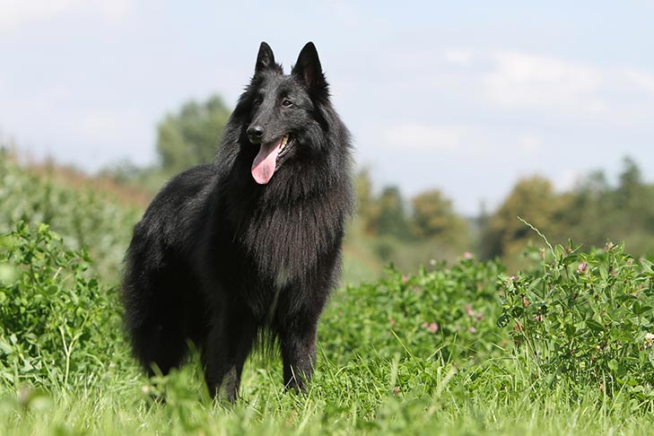 Belgian Sheepdog 1