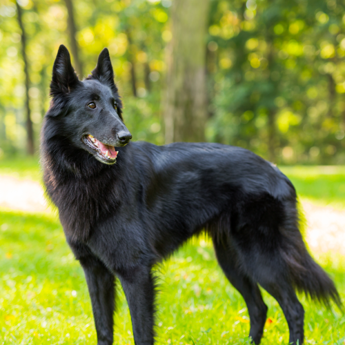 Belgian Sheepdog 2
