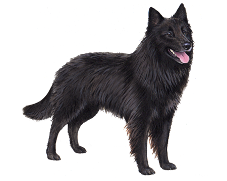 Belgian Sheepdog 3