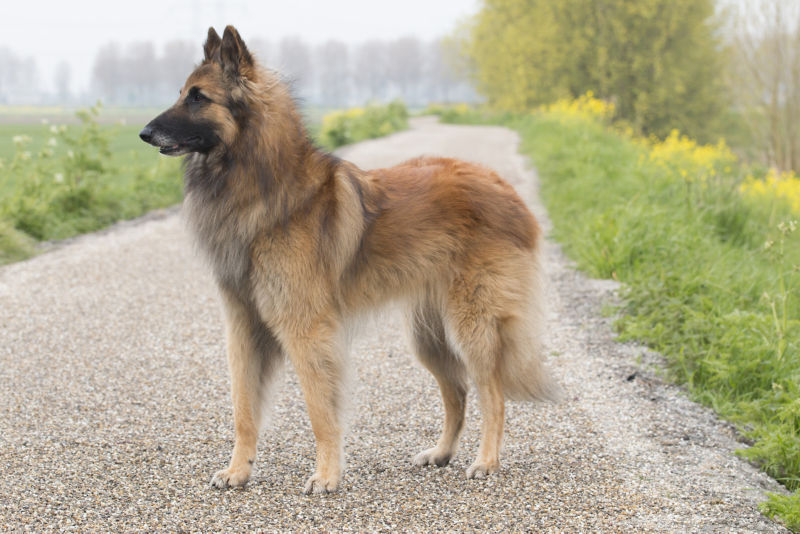 Belgian Tervuren 1