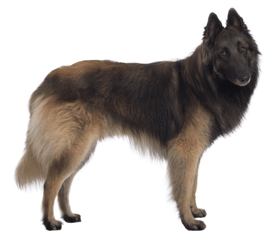Belgian Tervuren 2