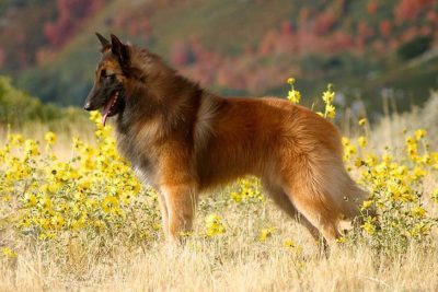 Belgian Tervuren 3