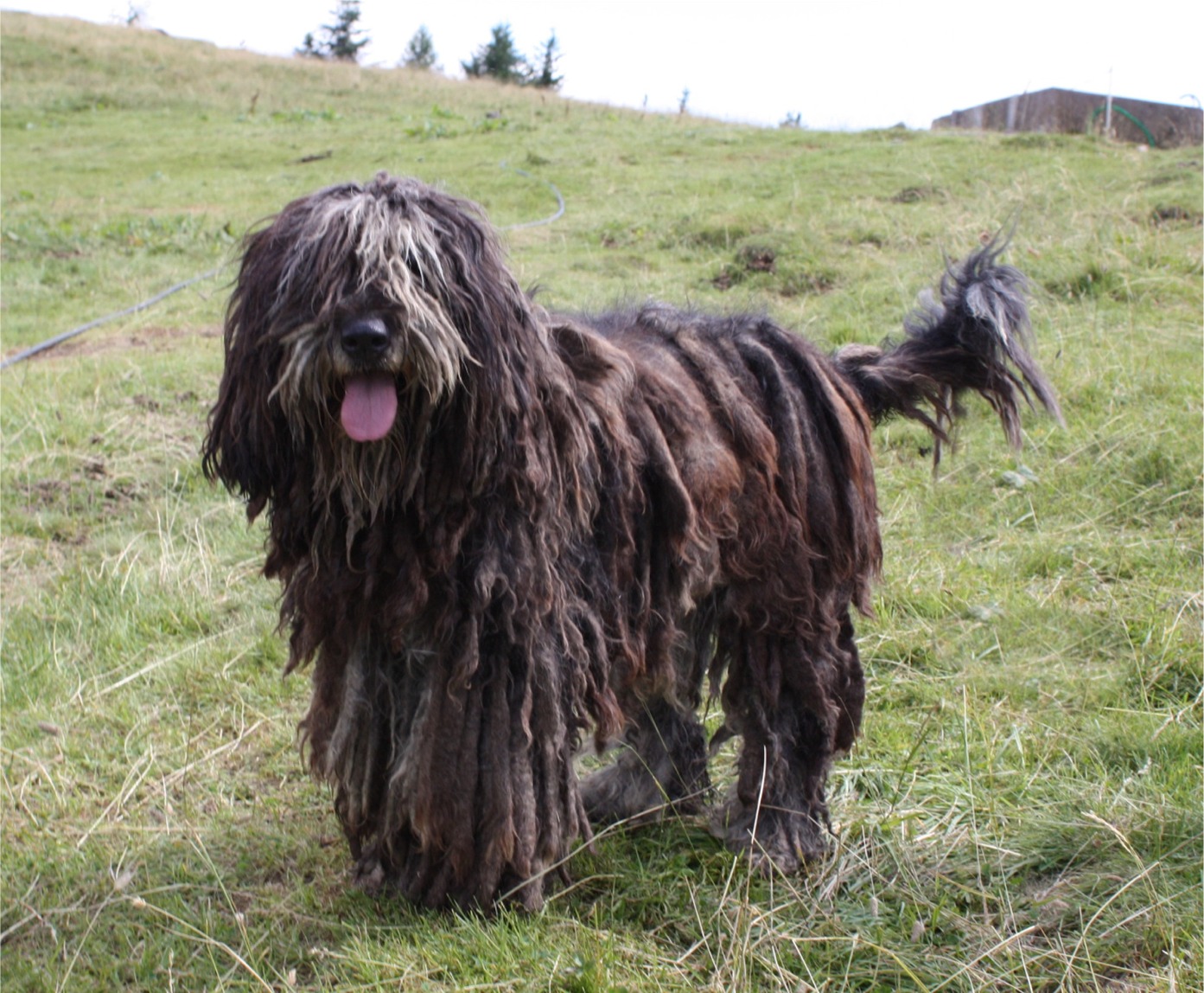 Bergamasco Sheepdog 1