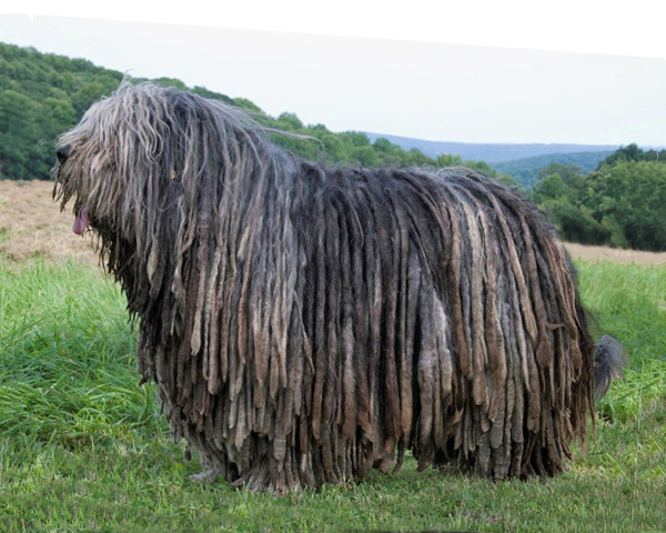 Bergamasco Sheepdog 2