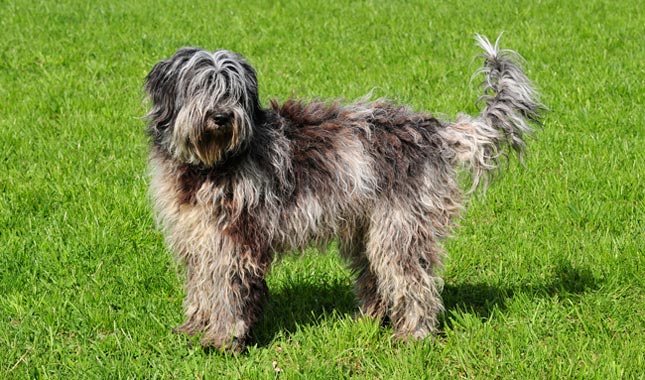 Bergamasco Sheepdog 3