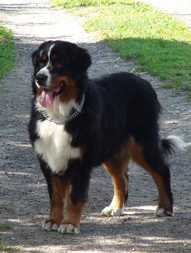 Bernese Mountain Dog 1