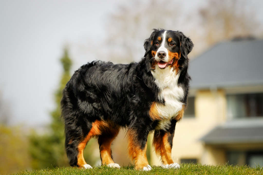 Bernese Mountain Dog 2