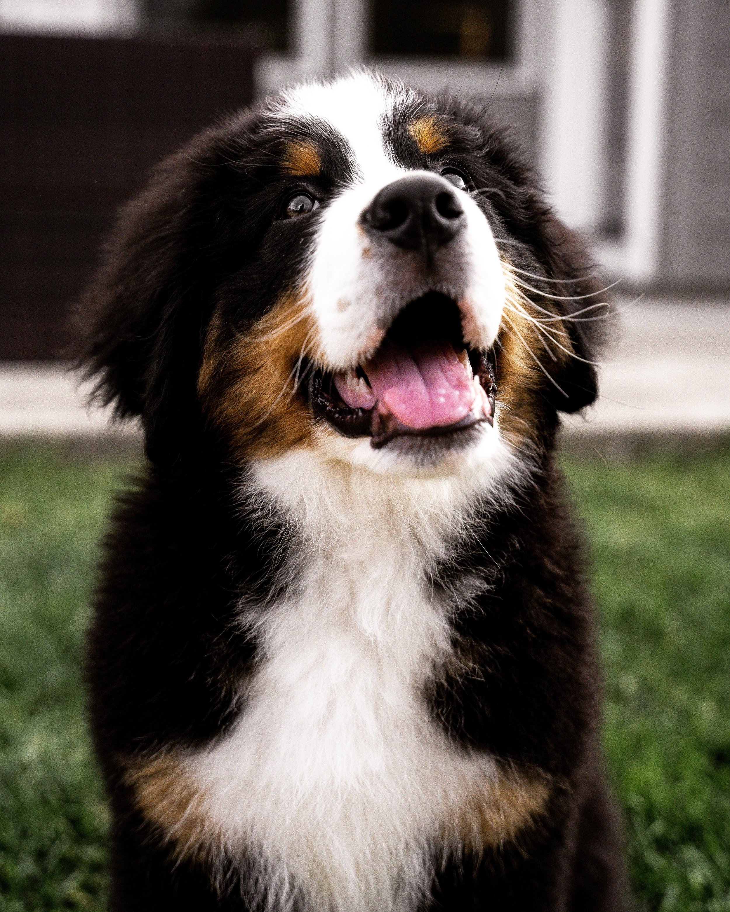 Bernese Mountain Dog 3