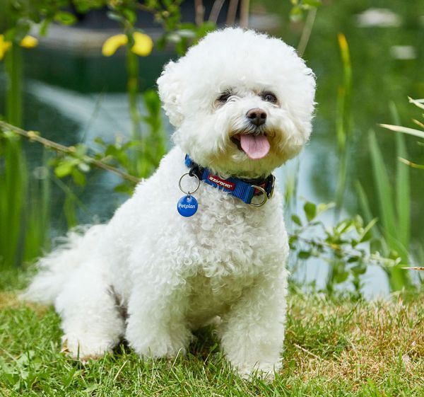 Bichon Frise 2
