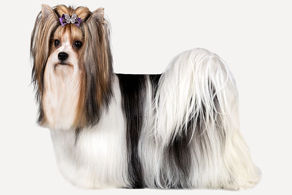 Biewer Terrier 1