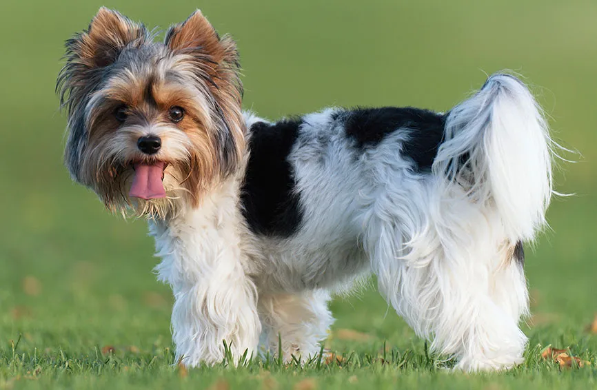 Biewer Terrier 2