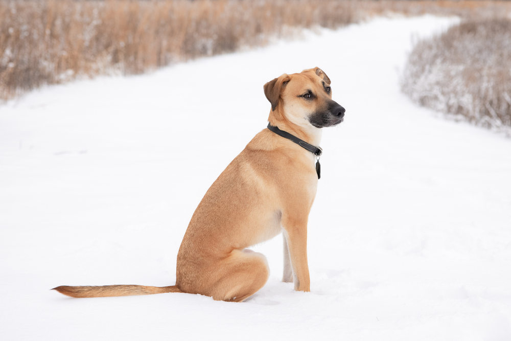 Black Mouth Cur 1