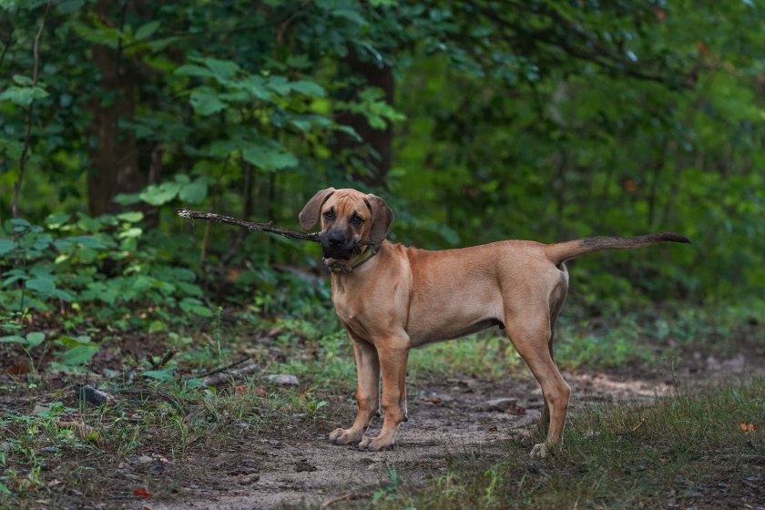 Black Mouth Cur 2