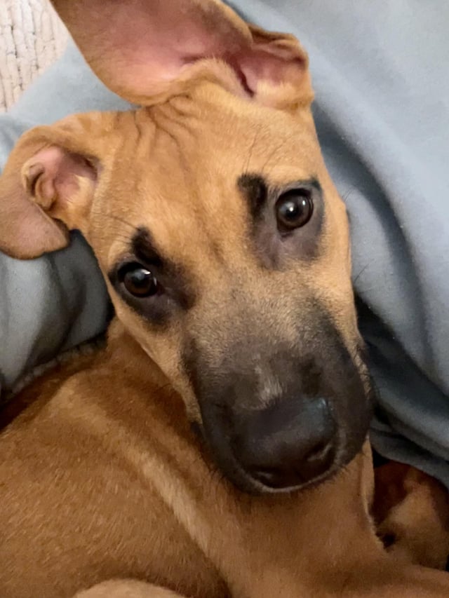 Black Mouth Cur 3