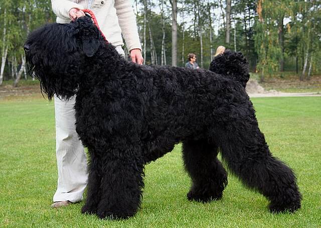 Black Russian Terrier 1
