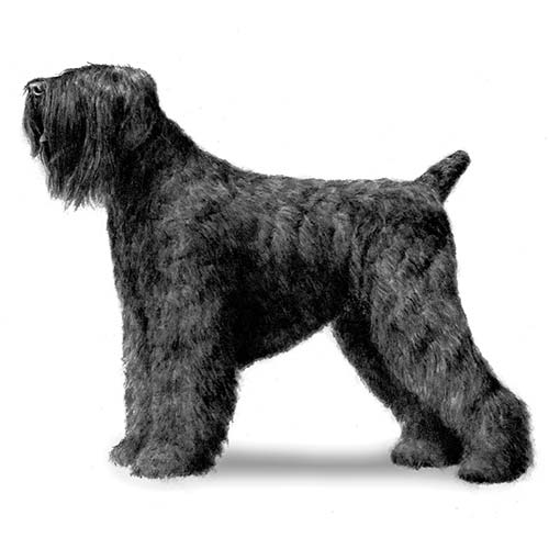 Black Russian Terrier 2