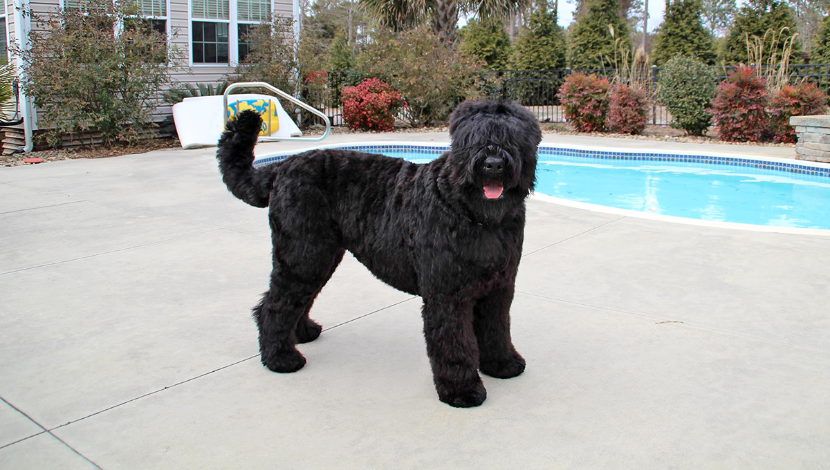 Black Russian Terrier 3