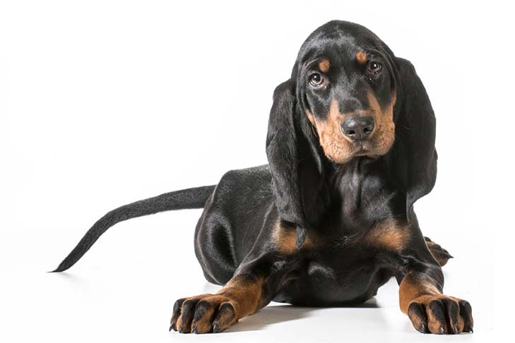 Black and Tan Coonhound 1