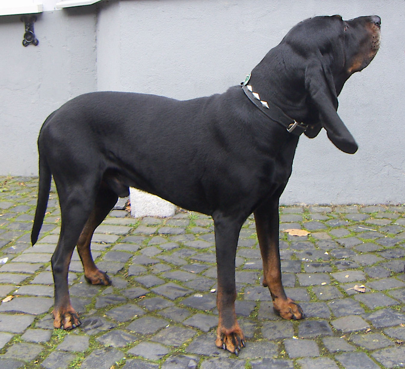 Black and Tan Coonhound 2