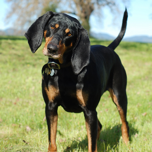 Black and Tan Coonhound 3