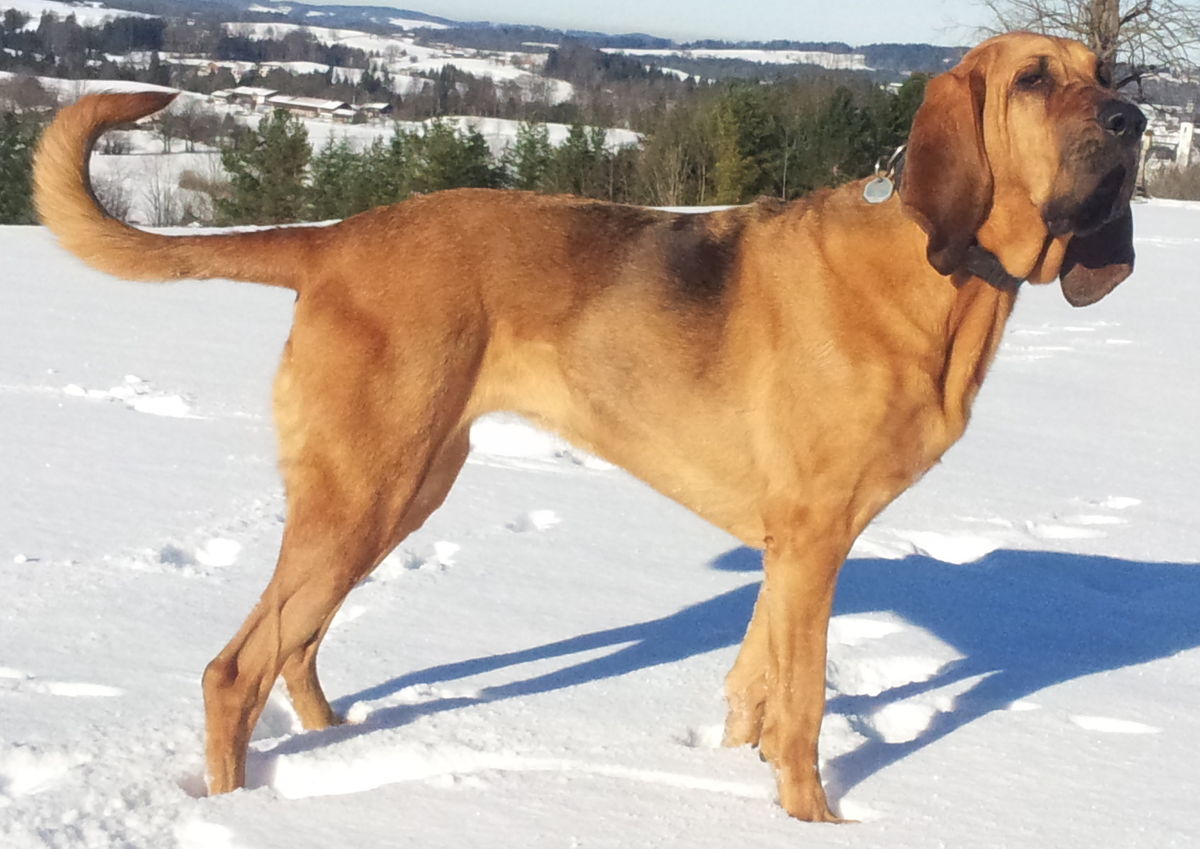 Bloodhound 1