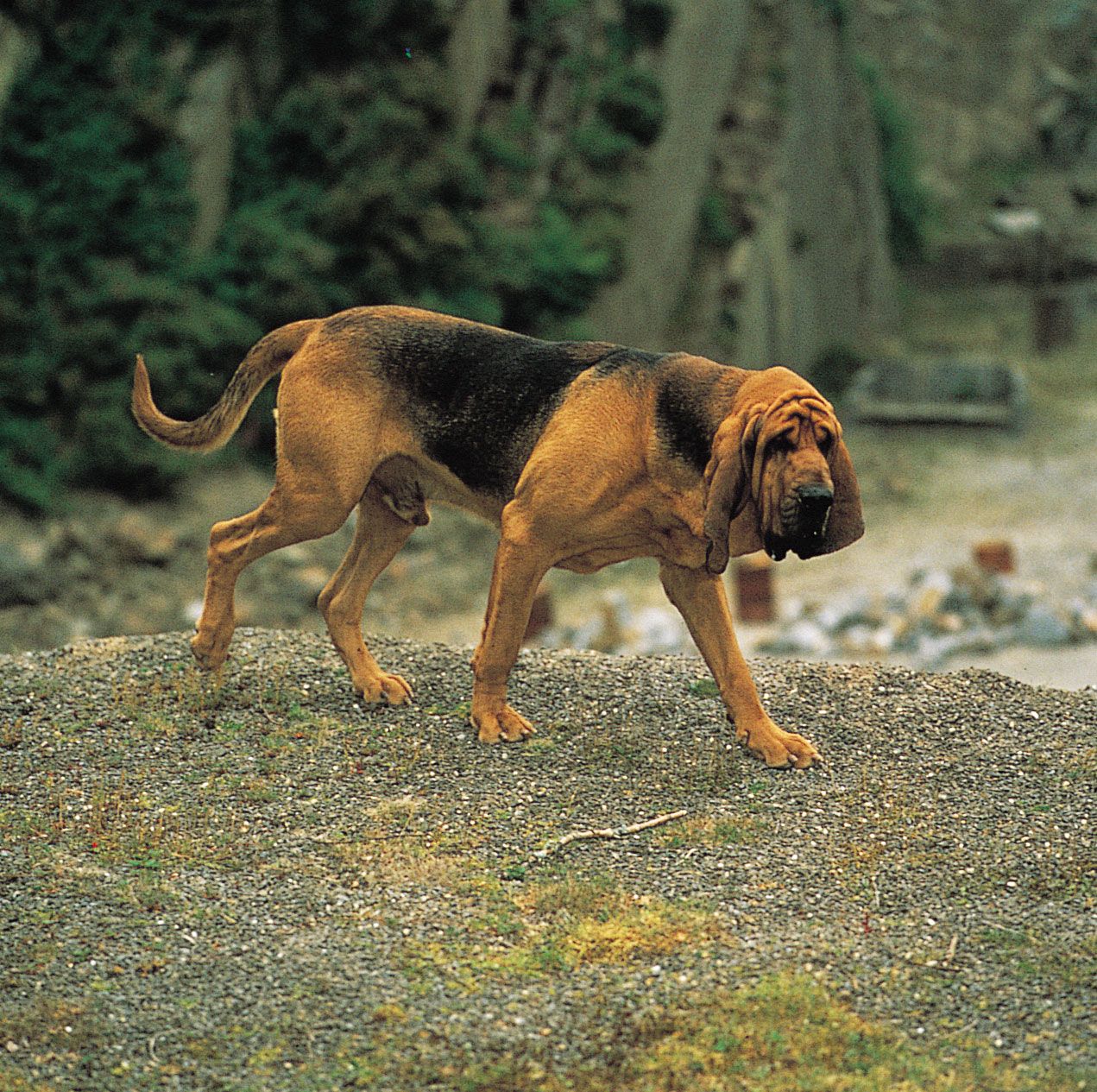 Bloodhound 2