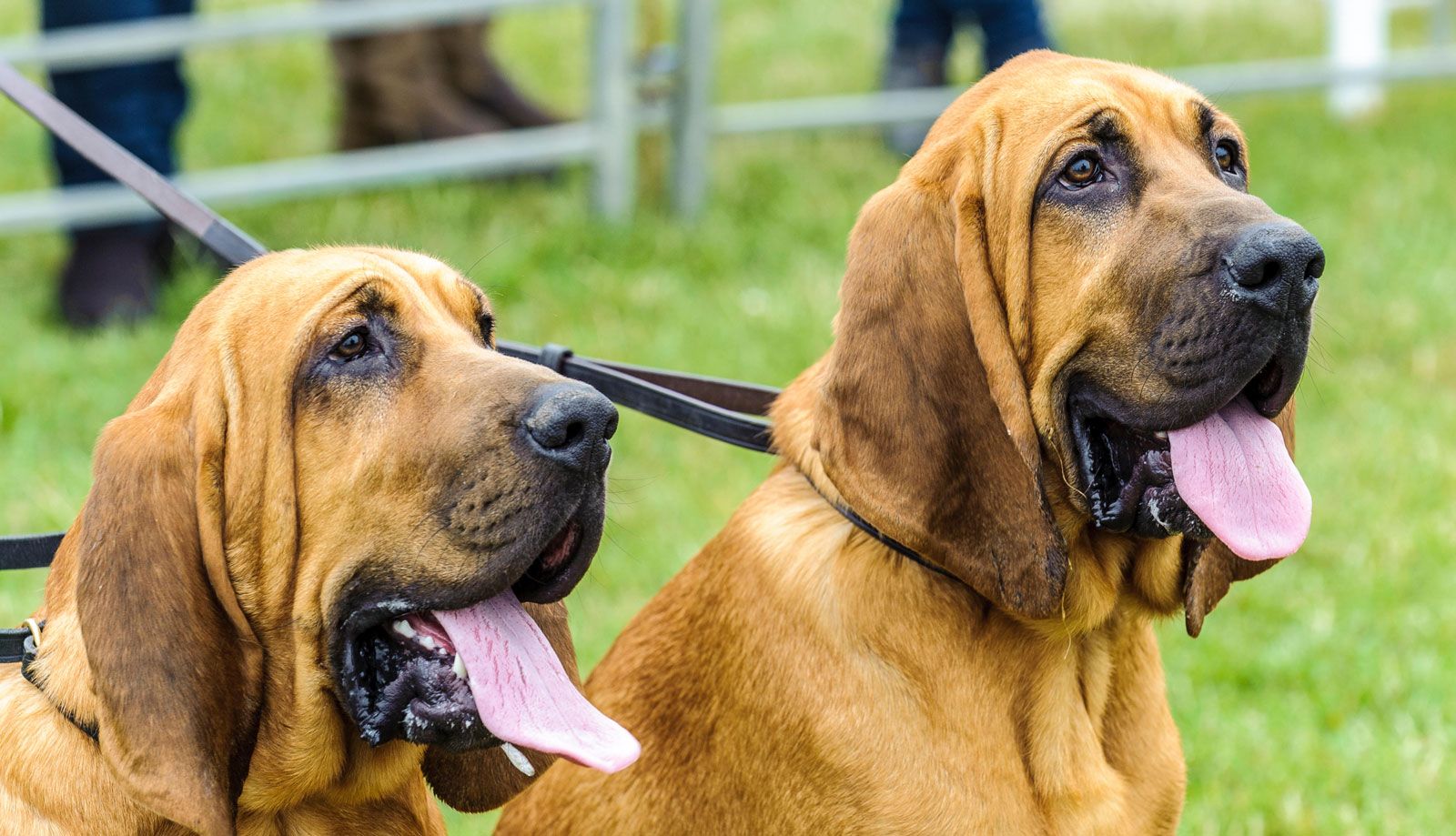 Bloodhound 3