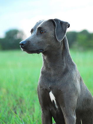 Blue Lacy 2