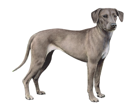 Blue Lacy 3