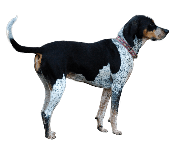 Bluetick Coonhound 1