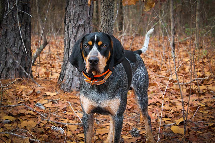 Bluetick Coonhound 2