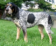 Bluetick Coonhound 3