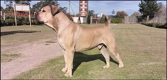 Boerboel 1