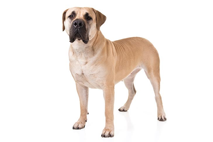 Boerboel 2