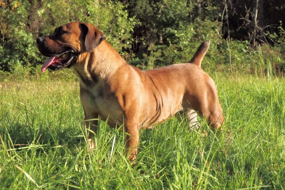 Boerboel 3