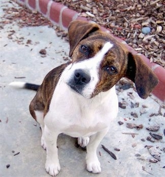 Boglen Terrier 3