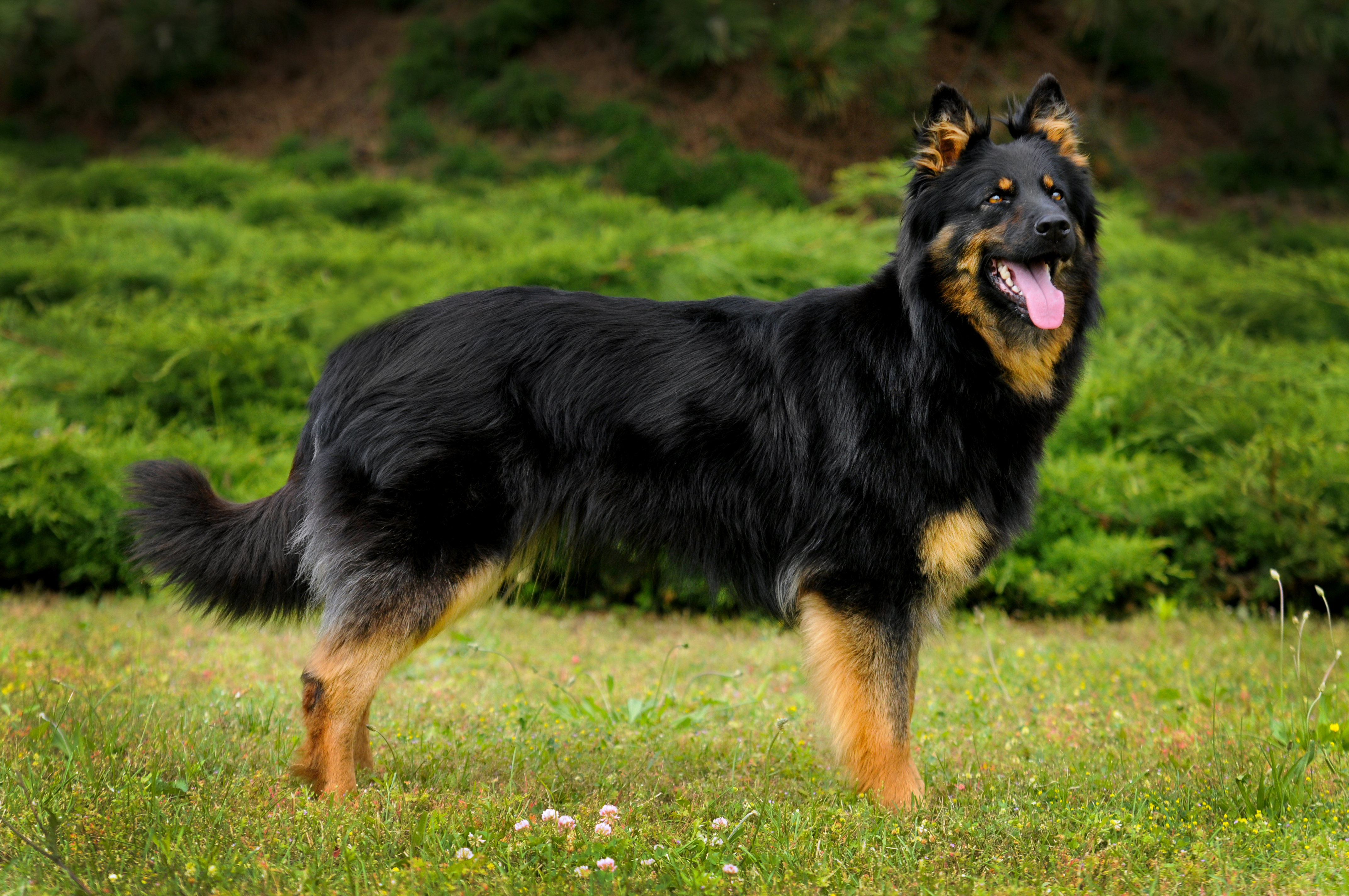 Bohemian Shepherd 1