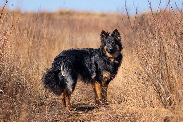 Bohemian Shepherd 2
