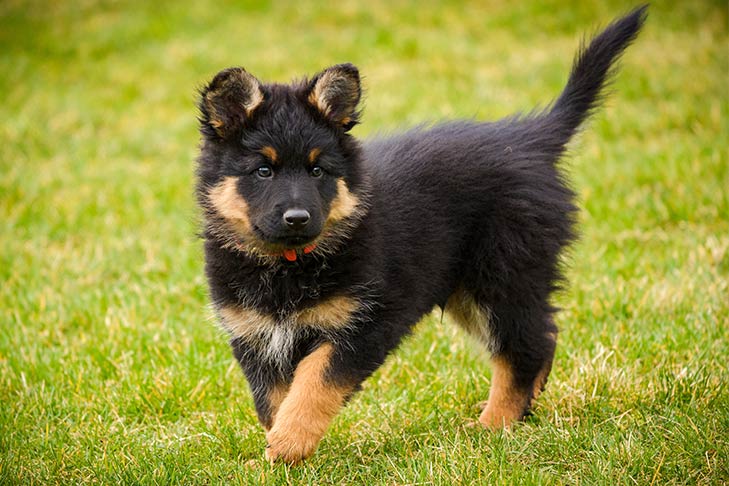 Bohemian Shepherd 3