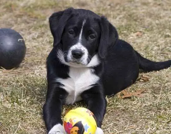 Borador 2